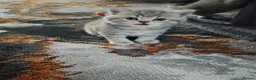 British Shorthair cats for sale: British shorthair kittens - Advert 6