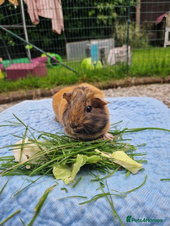 Guinea Pig rodents - Advert 2