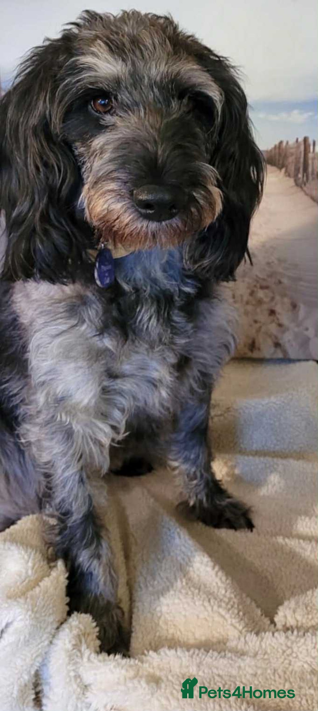 Mixed Breed dogs for sale: Ready now for their 5* homes - Image 15