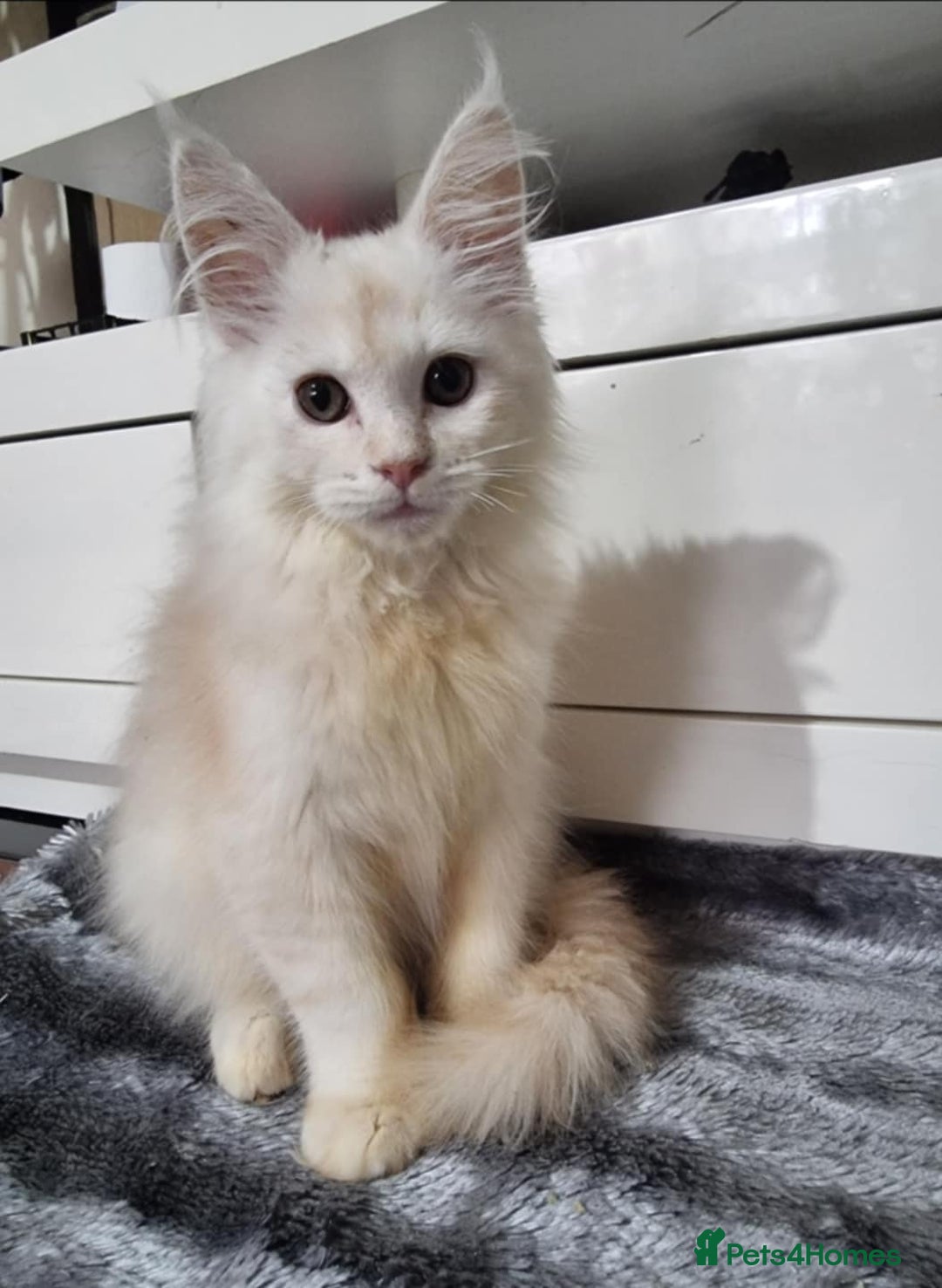 Maine Coon cats for sale: Beautiful Maine Coon Kittens - Advert 9