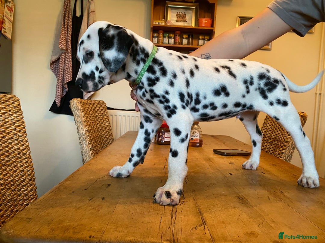 Dalmatian dogs for sale: Absolutely stunning liver puppy  - Image 16