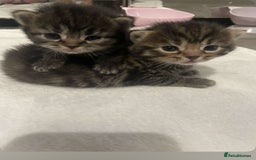 British Shorthair cats for sale: British shorthair, Russian blue and Persian mix   - Image 13