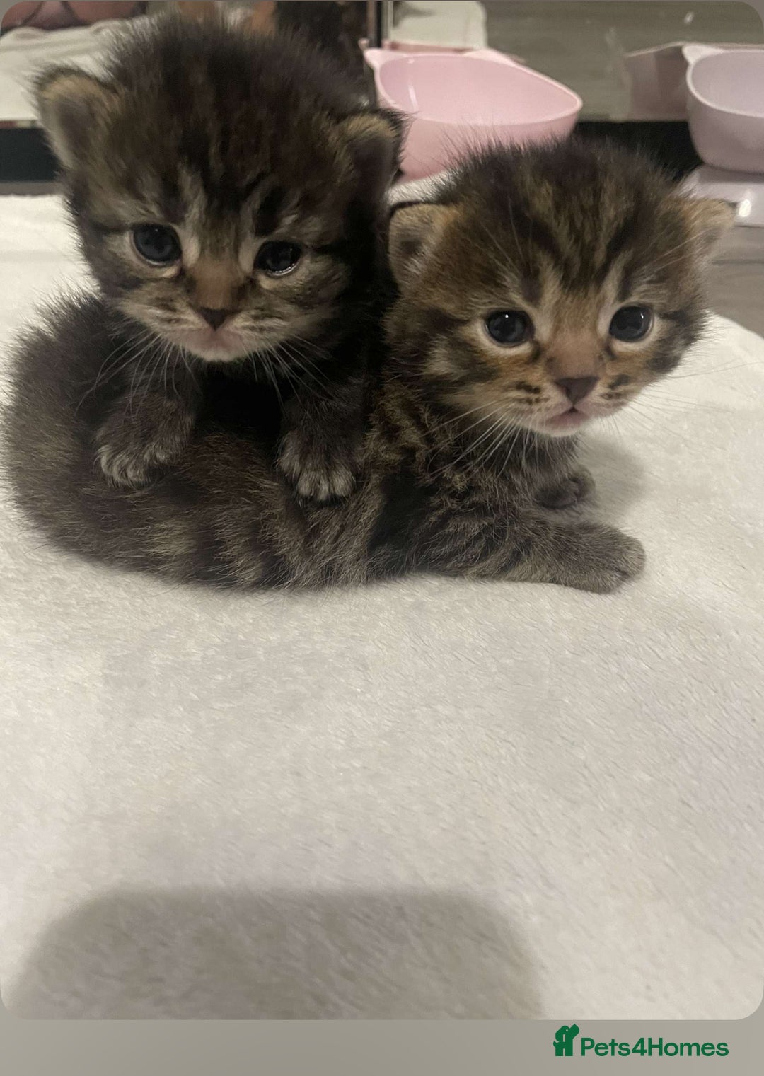 British Shorthair cats for sale: British shorthair, Russian blue and Persian mix   - Image 13