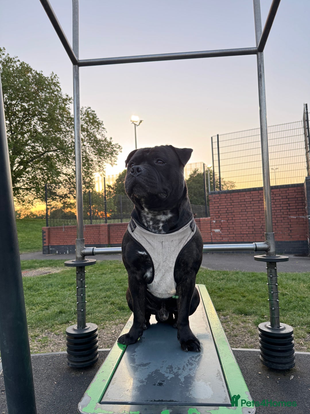 Mixed Breed dogs for stud: STAFFORDSHIRE BULL TERRIER MIX FOR STUD - Image 3