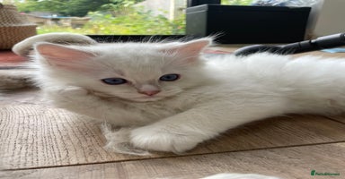Ragdoll cats - Advert 15