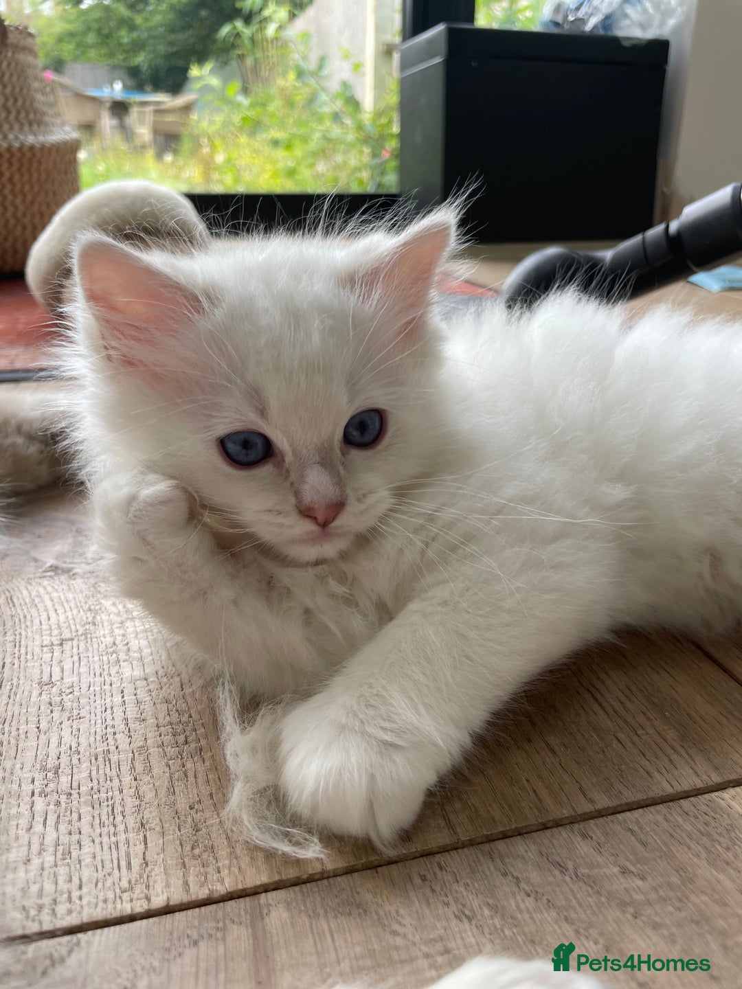 Ragdoll cats for sale: Beautiful ragdoll kittens  - Image 4
