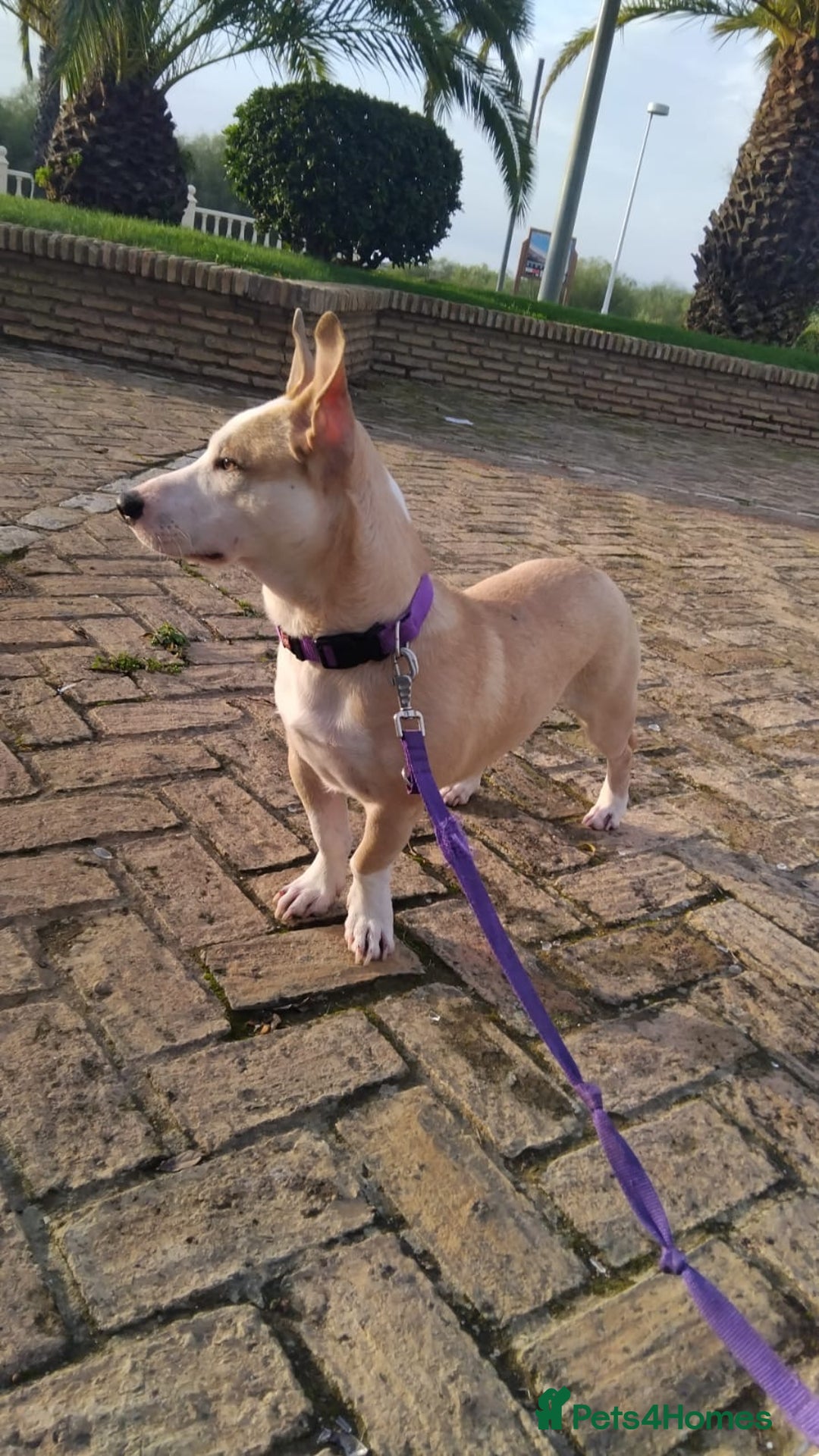 Mixed Breed dogs for adoption: 🚨Owners Killed in Car Accident  in Hengoed - Image 2