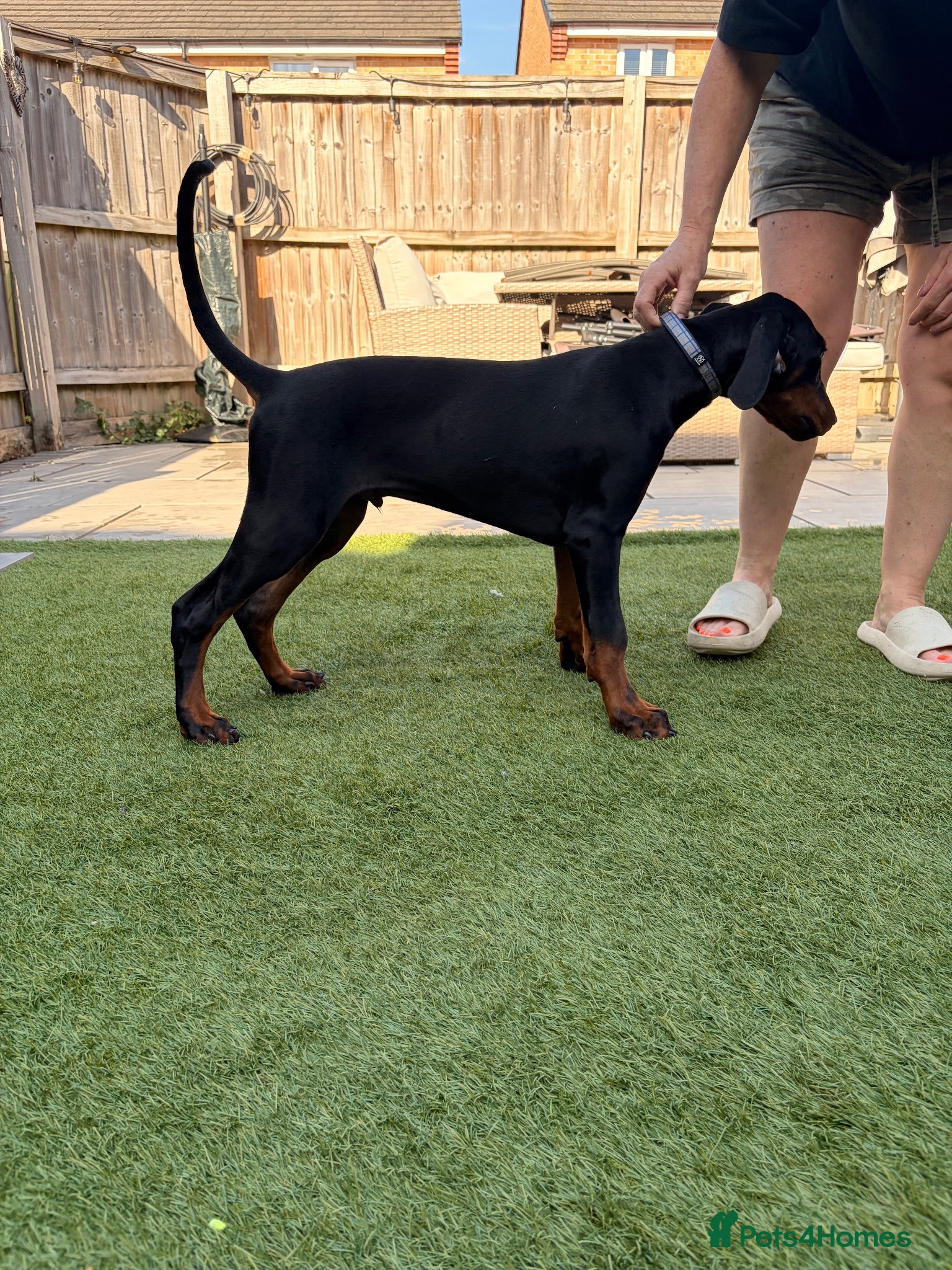 Dobermann dogs FINAL BOY REMAINING | READY NOW | RKC DOBERMAN - Advert 2