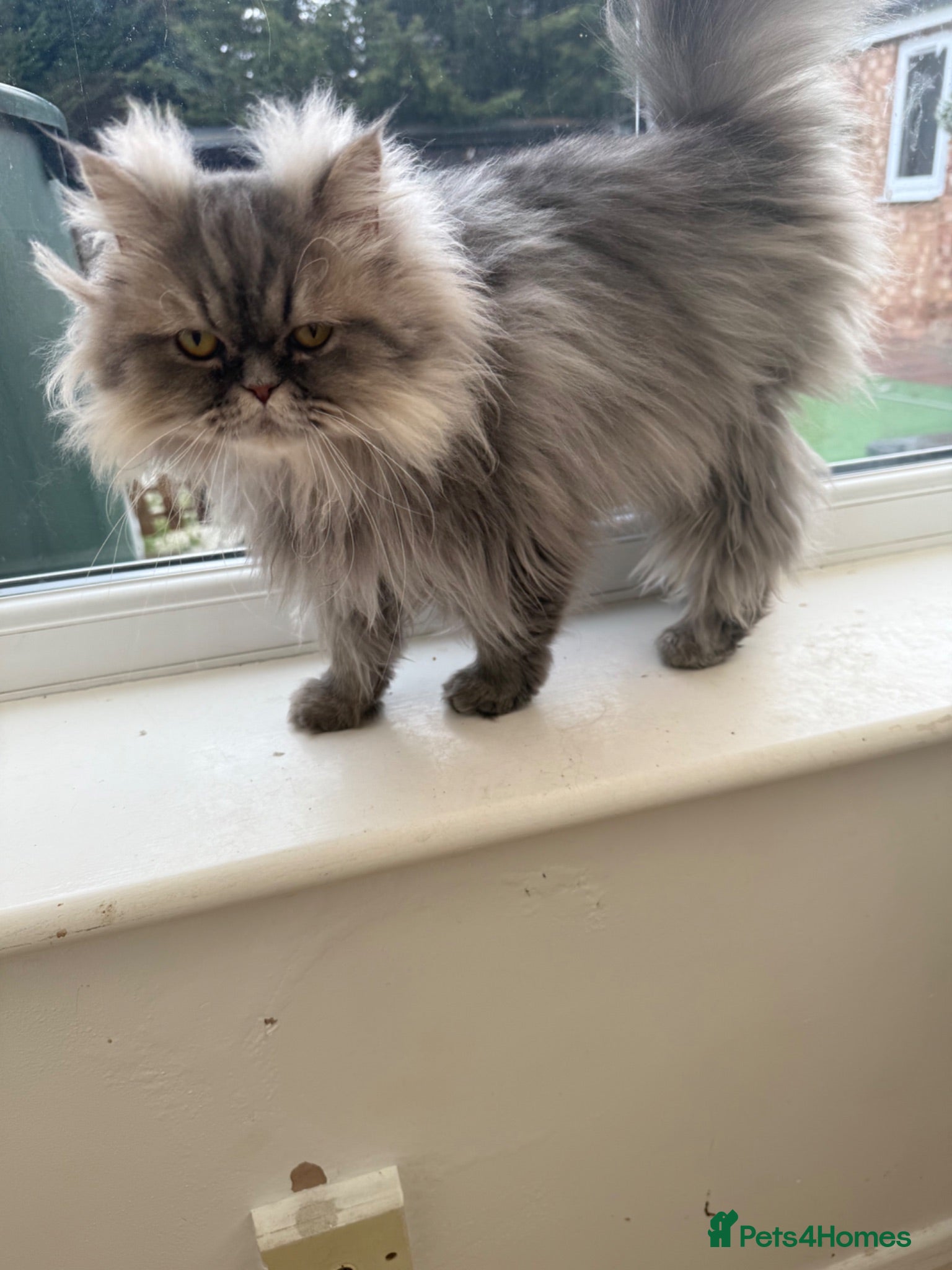 Persian cats Blue Persian kittens - Advert 3