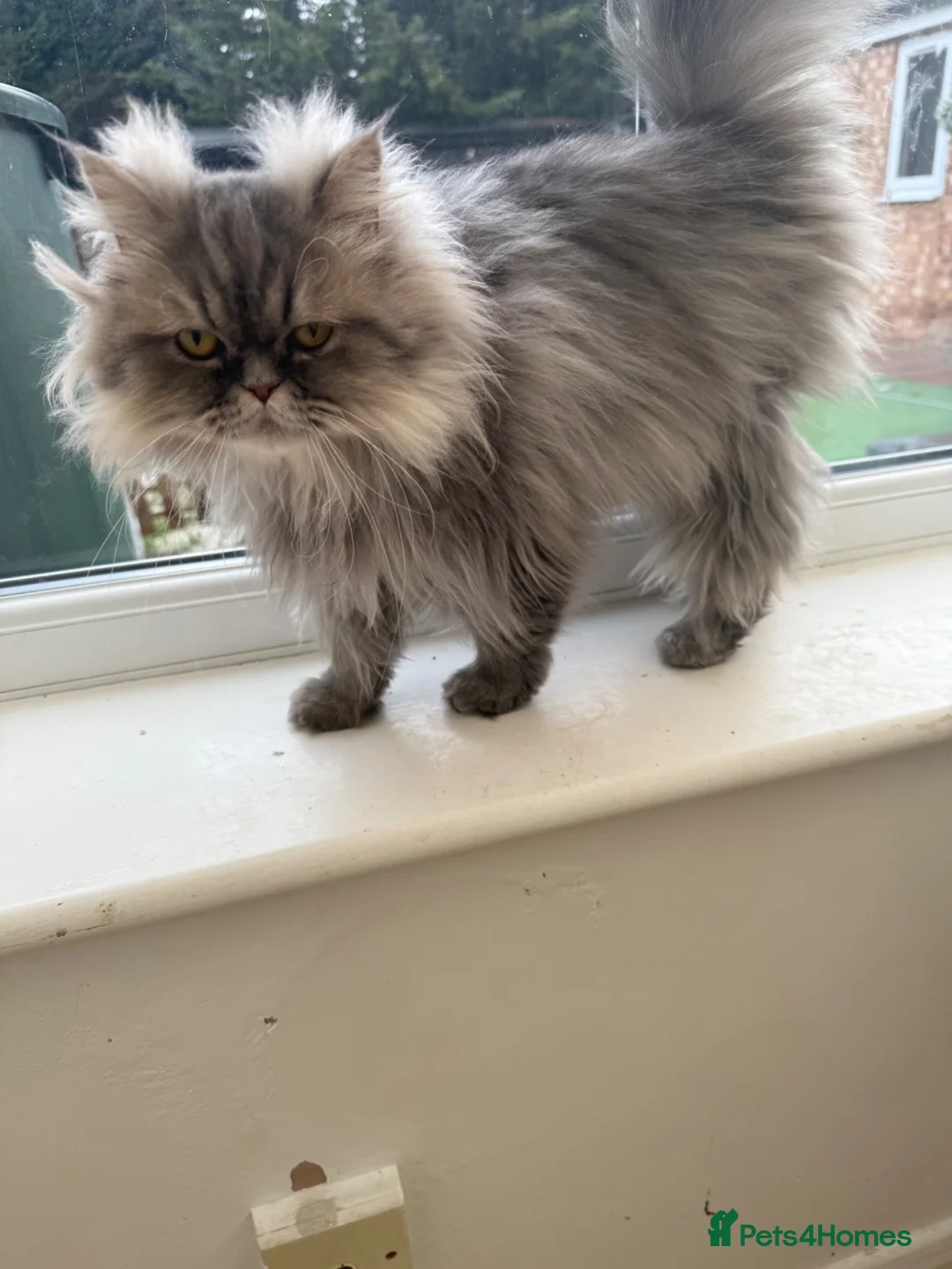 Persian cats for sale: Blue Persian kittens - Advert 1
