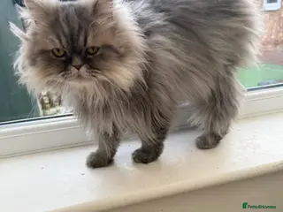 Persian cats Blue Persian kittens - Advert 3