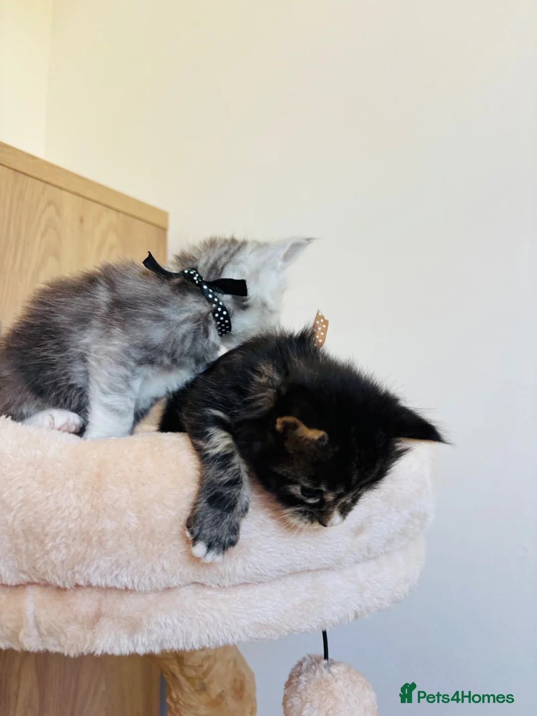 Maine Coon cats for sale: Maine coon kittens for sale 🩷💙 in Loughton - Advert 11