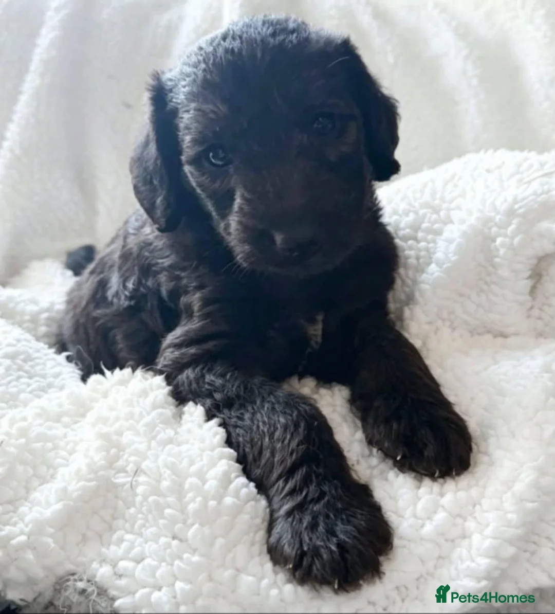 Mixed Breed dogs for sale: 4 puppies for sale Belington/ whippet in Swanscombe - Advert 5