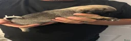 Pug dogs for sale: Beautiful Pug Puppies  - Advert 9