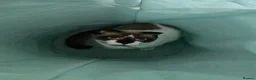 Scottish Fold cats for sale: 4 Beautiful Kittens Ready Soon 🐾 in Worcester - Advert 16