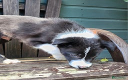 Border Collie dogs for sale: Only 1 Beautiful Border Collie Puppy left  - Image 37