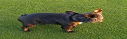 French Bulldog dogs for sale: Black Female Frenchie - Advert 2