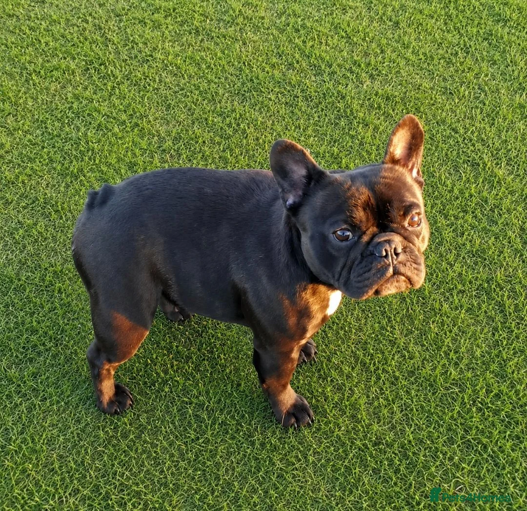 French Bulldog dogs for sale: Black Female Frenchie - Advert 2