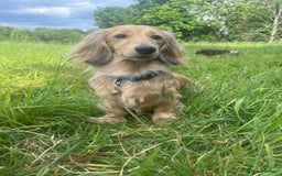 Miniature Dachshund dogs for sale: KC reg Long haired Mini boy - Image 7