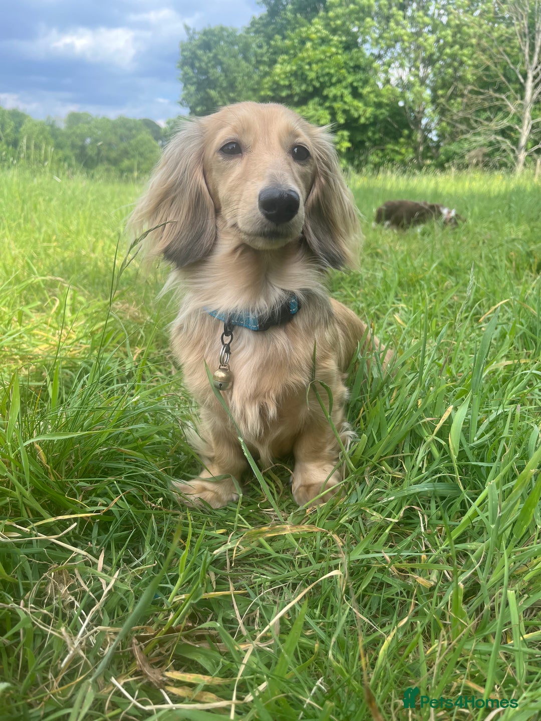 Miniature Dachshund dogs for sale: KC reg Long haired Mini boy - Image 7