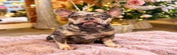 French Bulldog dogs for sale: Loving Home Wanted – 4 yr old Female Frenchie - Advert 15