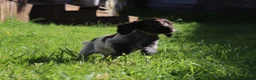Cocker Spaniel dogs for sale: Kc registered working cockers  - Advert 26