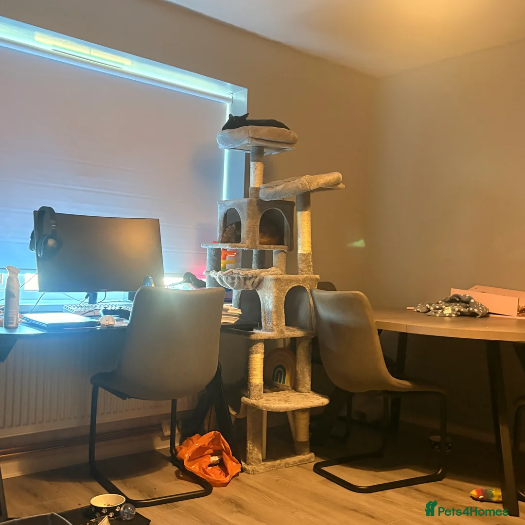 Mixed Breed cats for sale: 2 Beautiful Male Adult cats in Letchworth Garden City - Advert 15