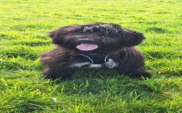 Labradoodle dogs for sale: BEAUTIFUL LABRADOODLE PUPPIES READY NOW  - Image 16