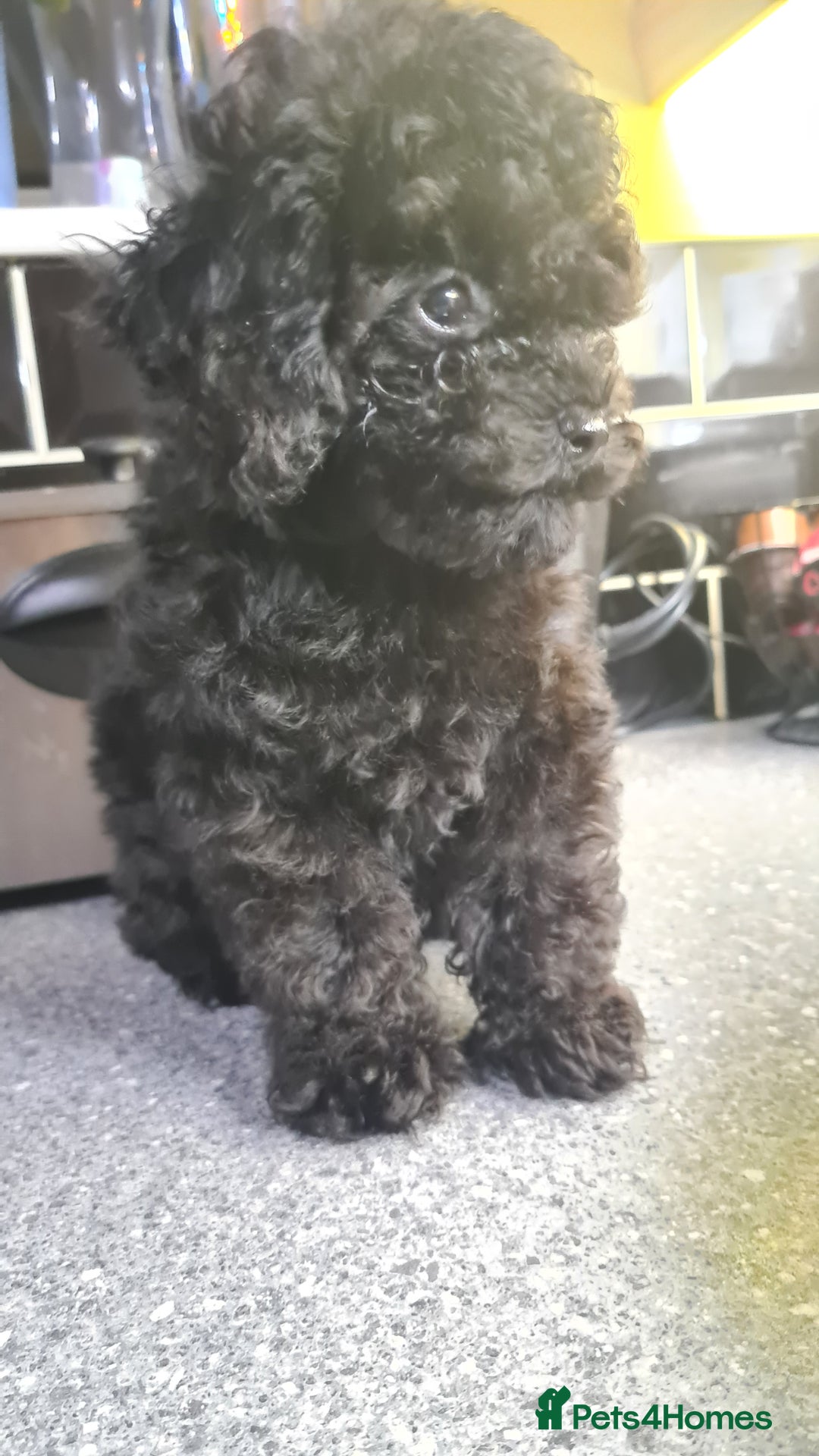 Toy Poodle dogs for sale: Toy poodle puppies  - Advert 6