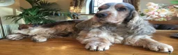 Cockapoo dogs for sale: Stunning Chocolate Show Cockapoo pups - Advert 5