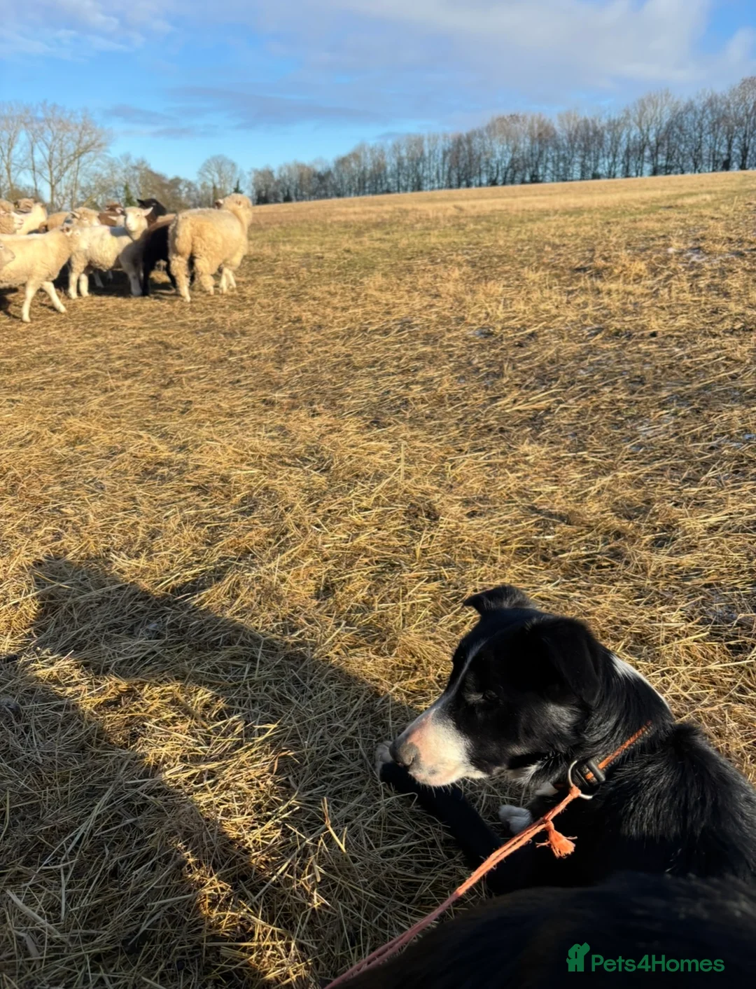 Border Collie dogs for sale: 1 year old Border Collie - from working lines  - Advert 3