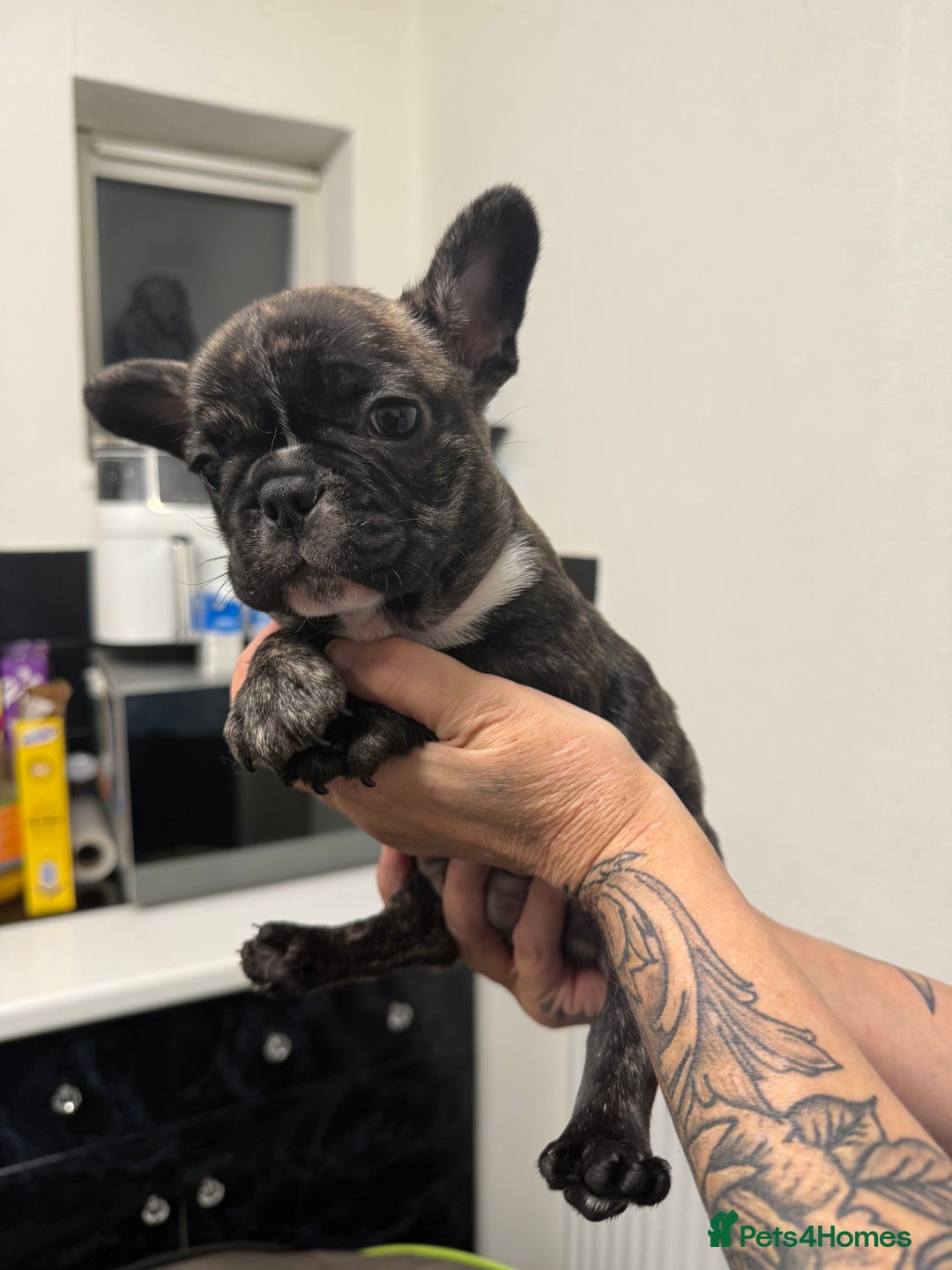 French Bulldog dogs for sale: Stunning French bulldog puppies - Advert 4