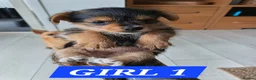 Mixed Breed dogs for sale: 3 Pome x yorkshire terrier puppies - Advert 8
