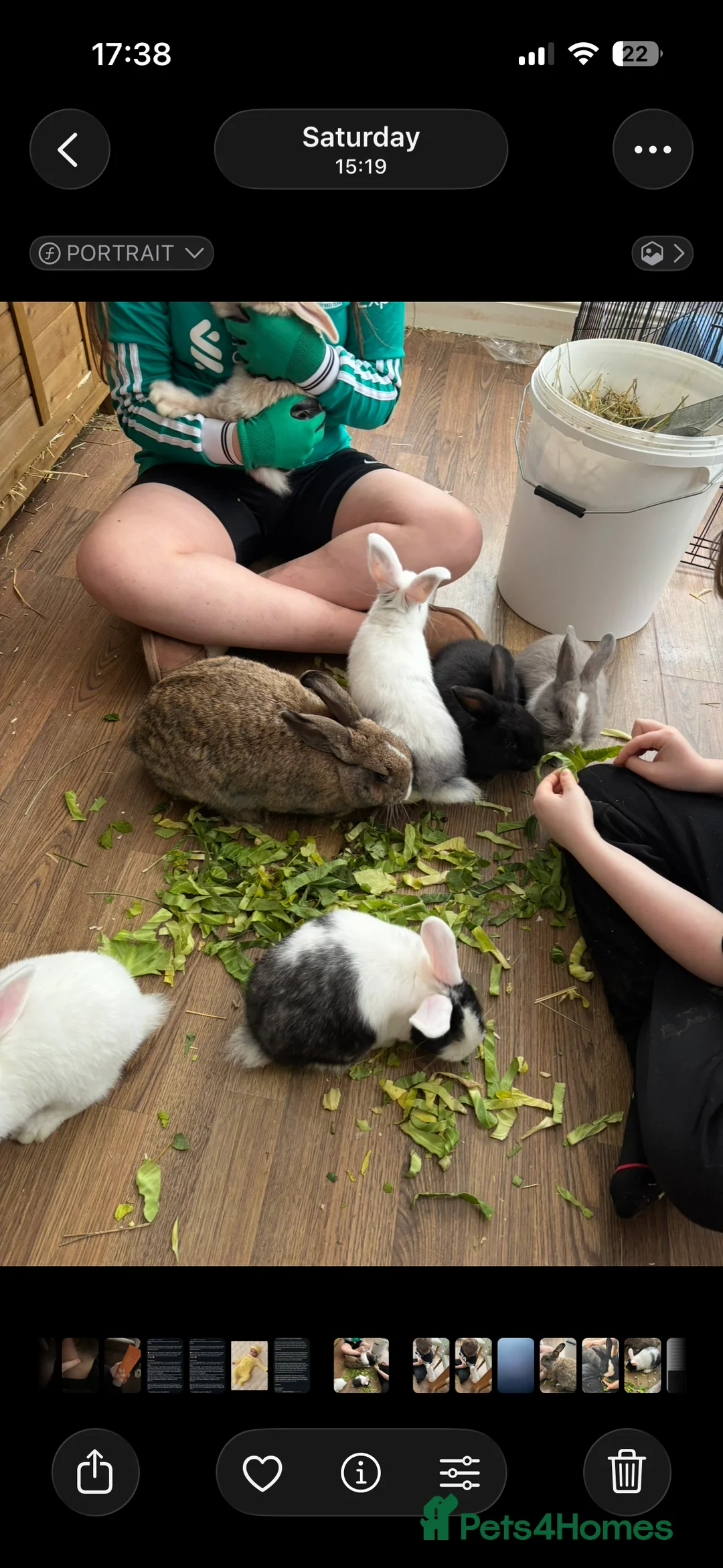 Mixed Breed rabbits for sale: 5 mixed baby rabbits - Advert 3