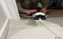 British Shorthair cats for sale: Free Cat in need of a new loving home  - Image 1