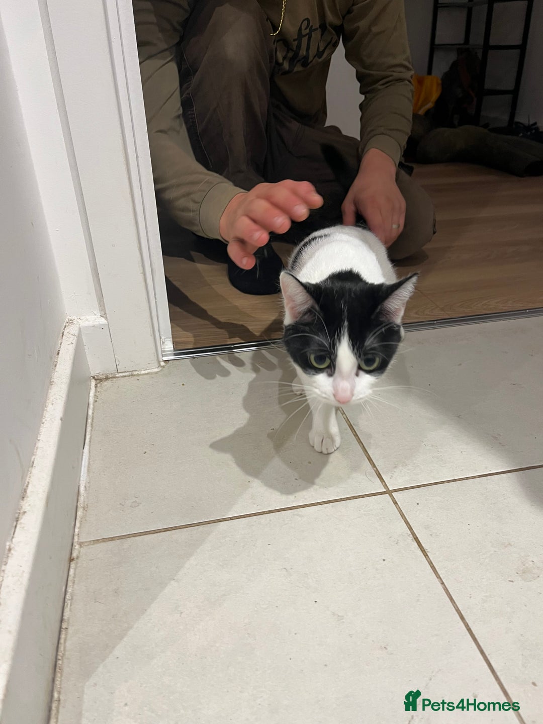 British Shorthair cats for sale: Free Cat in need of a new loving home  - Image 1