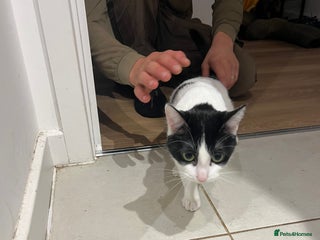 British Shorthair cats - Advert 21