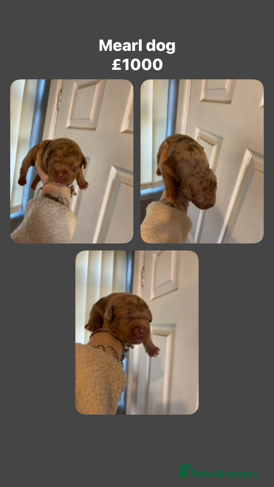 Staffordshire Bull Terrier dogs for sale: Staffy x puppy’s for sale  - Advert 3