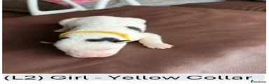 (L2) Girl - Yellow Collar