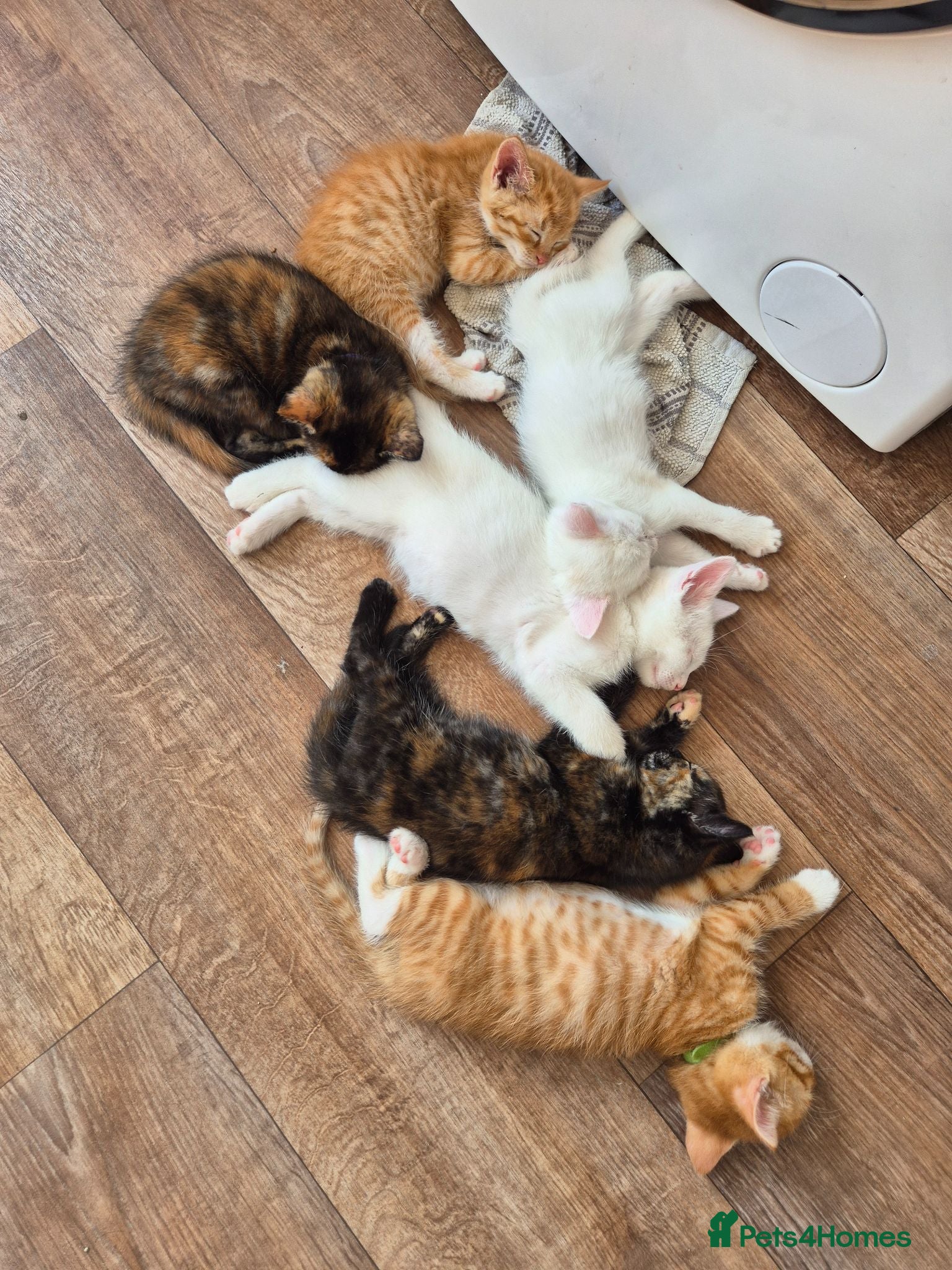 Mixed Breed cats 6 enjoyable kittens looking for forever home - Advert 5