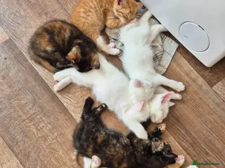 Mixed Breed cats 6 enjoyable kittens looking for forever home - Advert 1