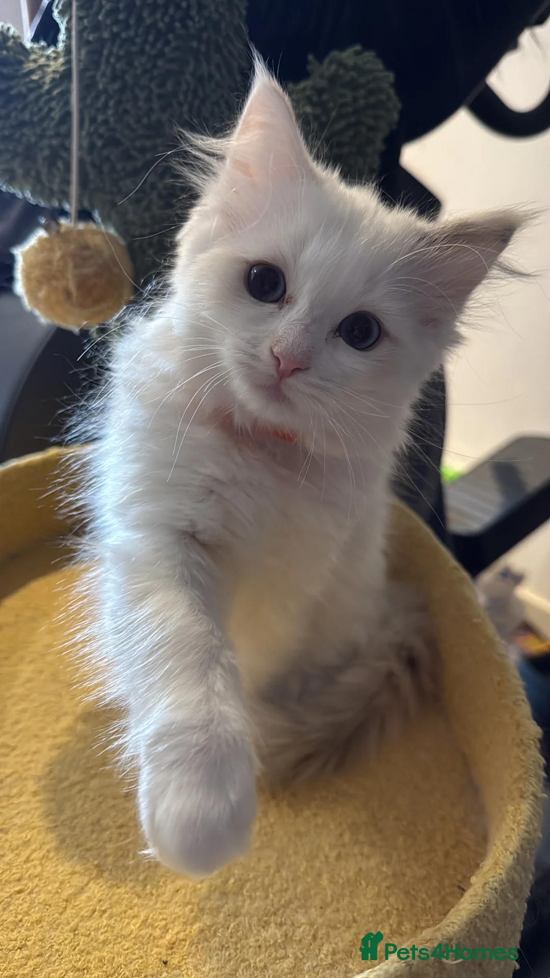 Ragdoll cats for sale: 2 Genetic tested pure Ragdoll Tortie Girl’s Ready - Advert 1