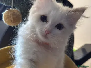 Ragdoll cats 2 Genetic tested pure Ragdoll Tortie Girl’s Ready - Advert 4