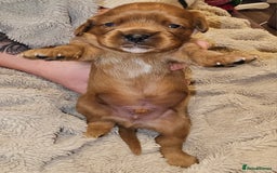 Cavalier King Charles Spaniel dogs for sale: Cavalier king charles spaniel puppies  - Advert 14