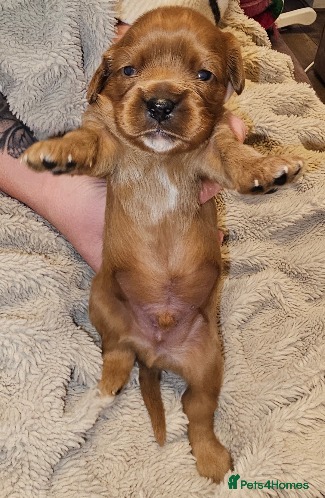 Cavalier King Charles Spaniel dogs for sale: Cavalier king charles spaniel puppies  - Advert 14