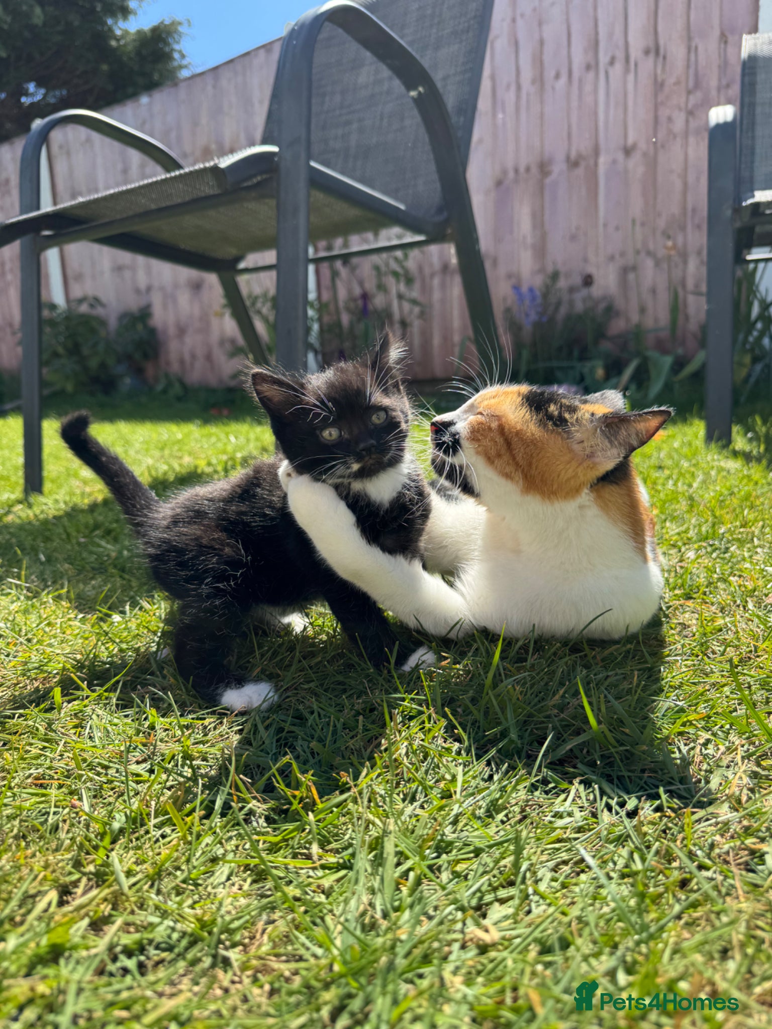 Mixed Breed cats 2 boys 1 girl moggys  - Advert 1