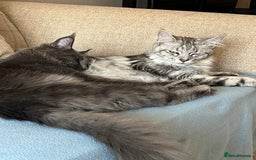 Maine Coon cats for sale: Beautiful loving blue girl - Image 4