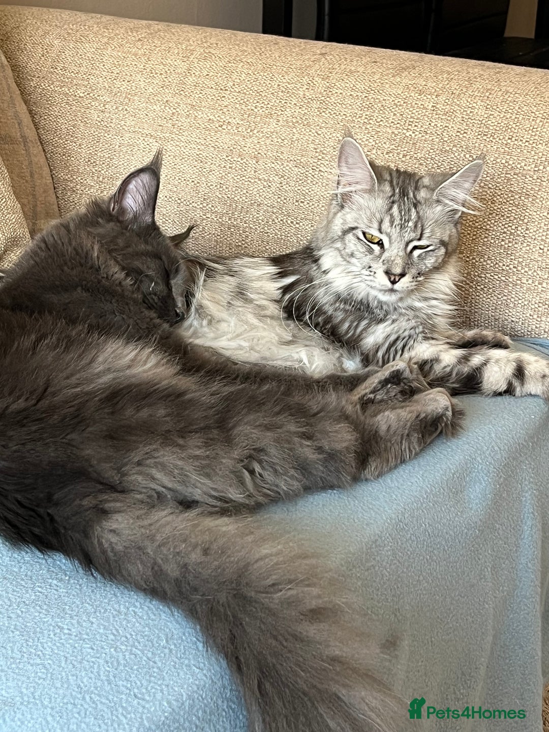 Maine Coon cats for sale: Beautiful loving blue girl - Image 4