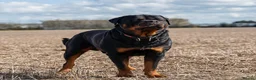 Rottweiler dogs for stud: Beautiful German Rottweiler stud  - Advert 8