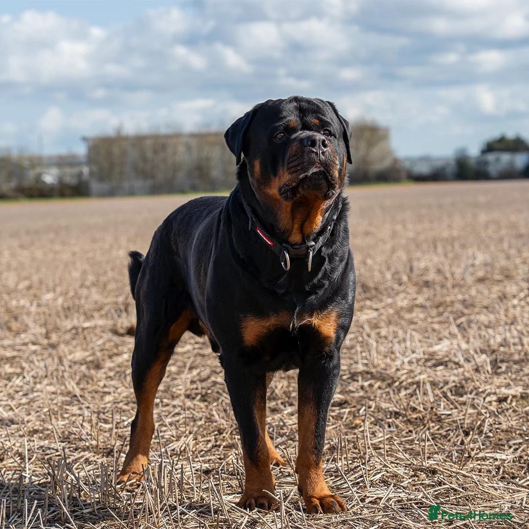 Rottweiler dogs for stud: RKC Registered German Rottweiler Stud Available - Advert 1